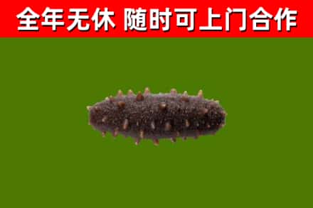 文昌烟酒回收干海参.jpg